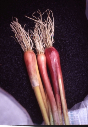 Picture of Welsh Onion Red